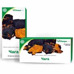 Чага (березовый гриб)